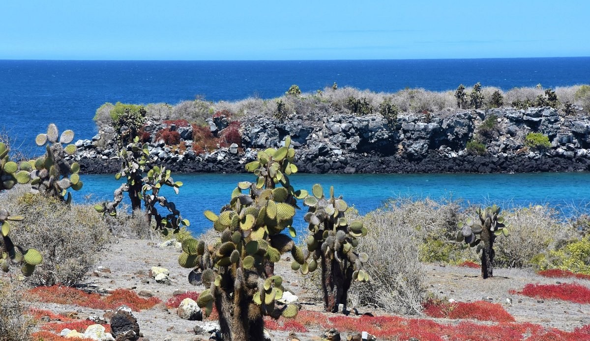 Plaza Sur Full-Day Guided Nature Tour from Santa Cruz