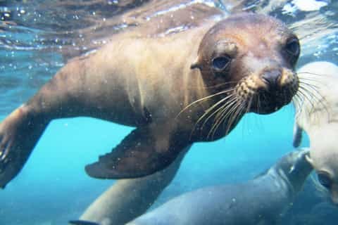 Galápagos Snorkelling Safari: Sea Lions, Turtles & Reef Sharks