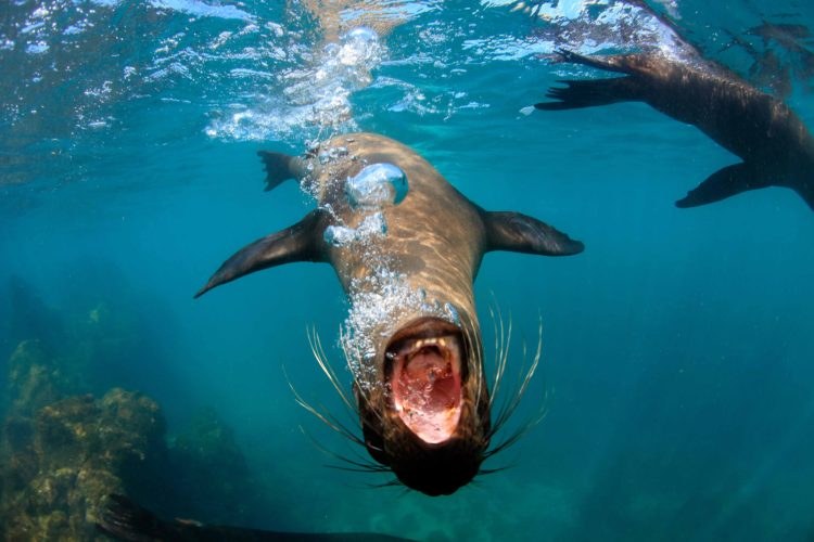 Snorkeling with Sea Lions & Penguins at Kicker Rock