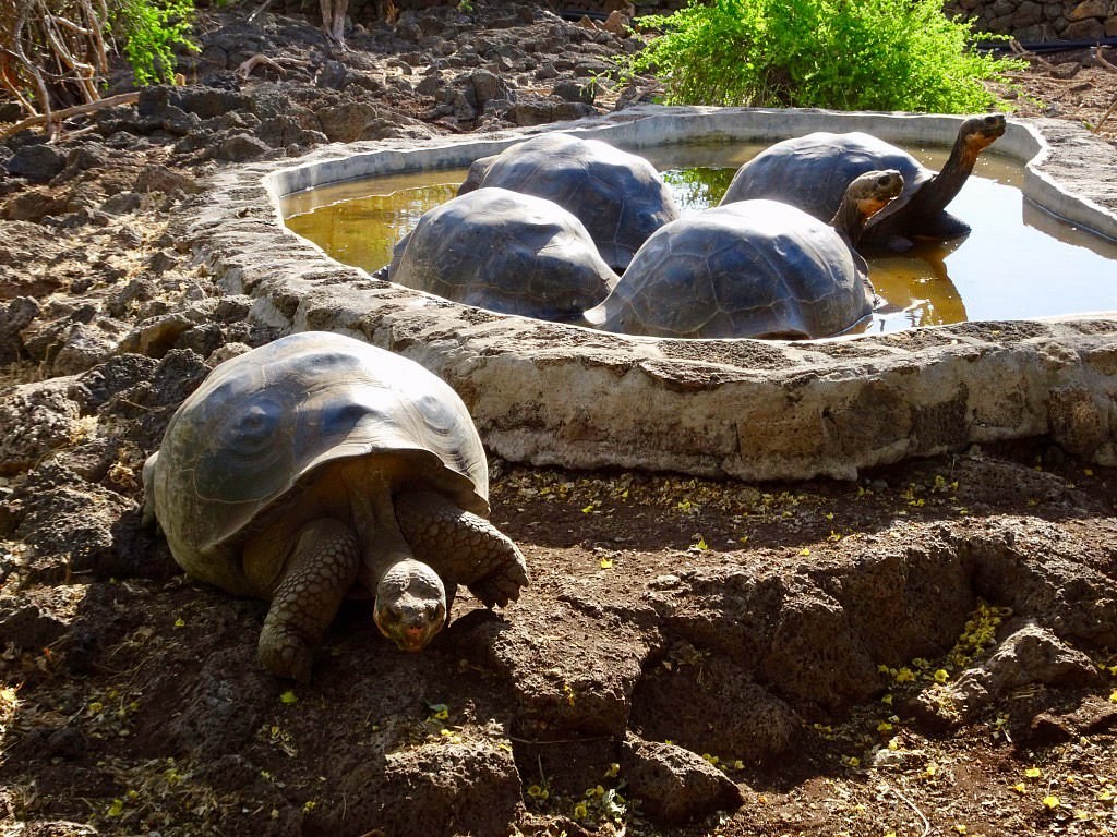 Darwin Research Station & Giant Tortoise Breeding Centre Tour