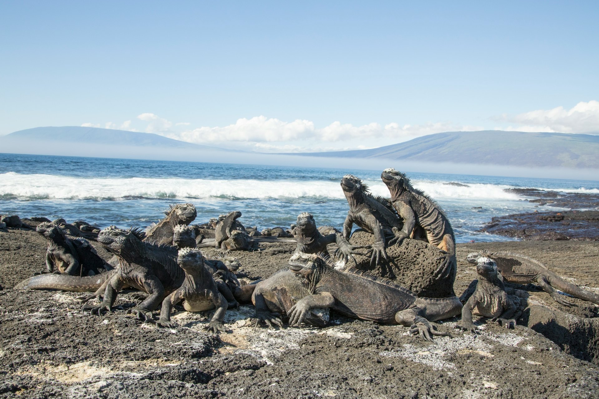 Punta Espinoza: Private Naturalist Walk Among Marine Iguanas