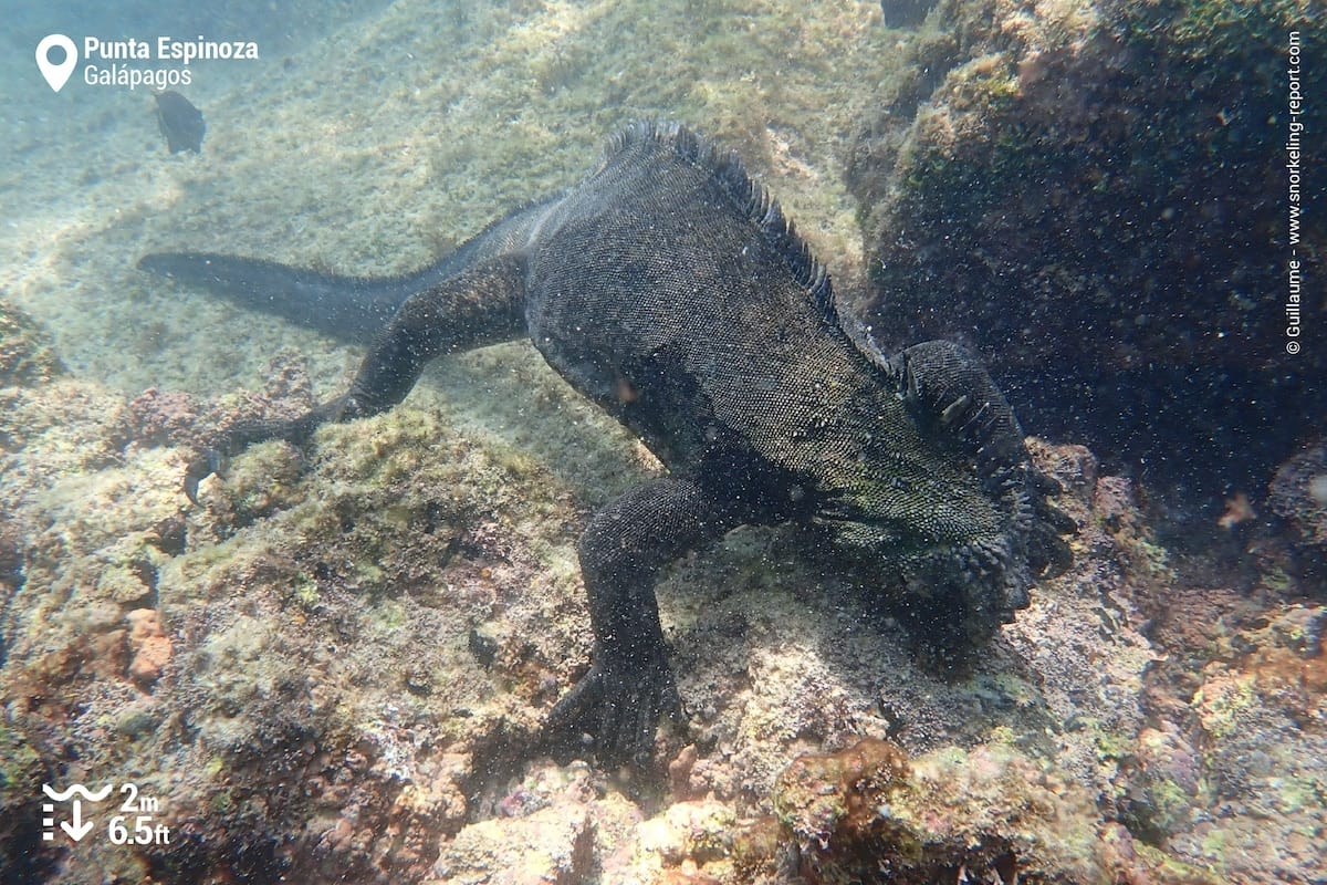 Fernandina Snorkel Safari: Penguins, Turtles & Marine Iguanas