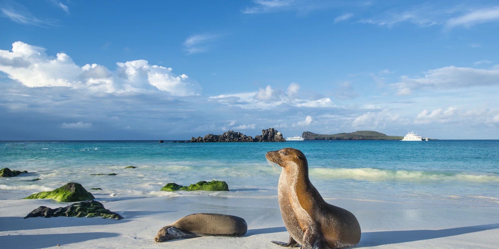 Española Island Snorkel Safari: Sea Lions & Reef Fish