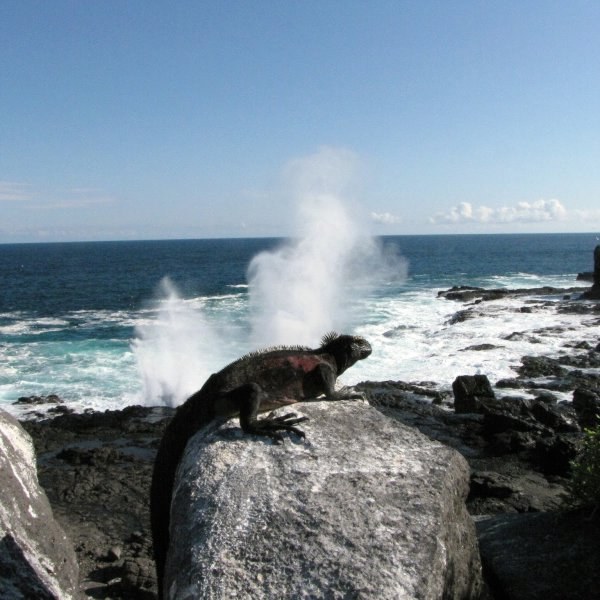 Española Island Private Naturalist Expedition: Full-Day Immersion