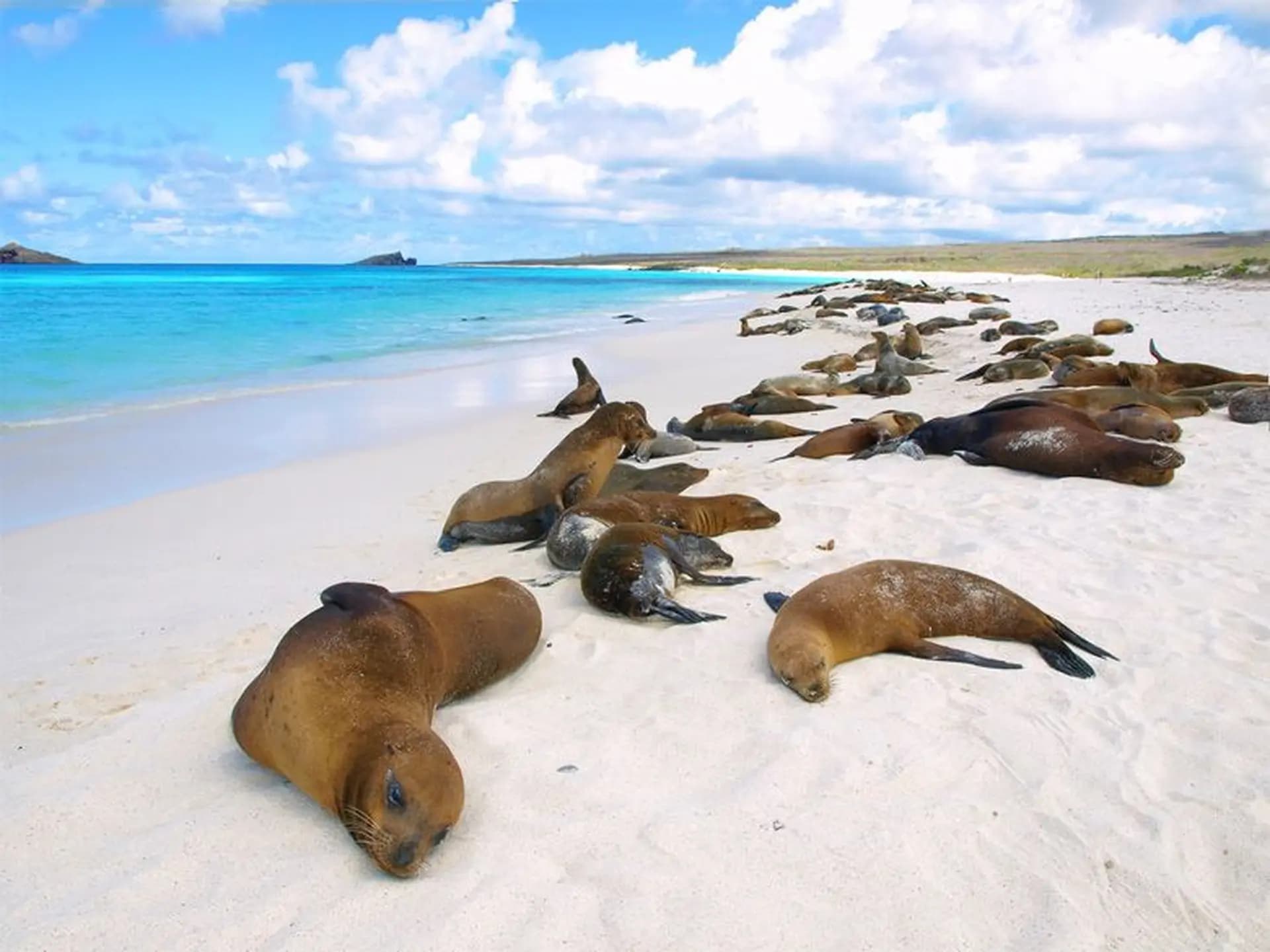 Gardner Bay: Sea Lion Beach Walk & Hawksbill Turtle Nesting