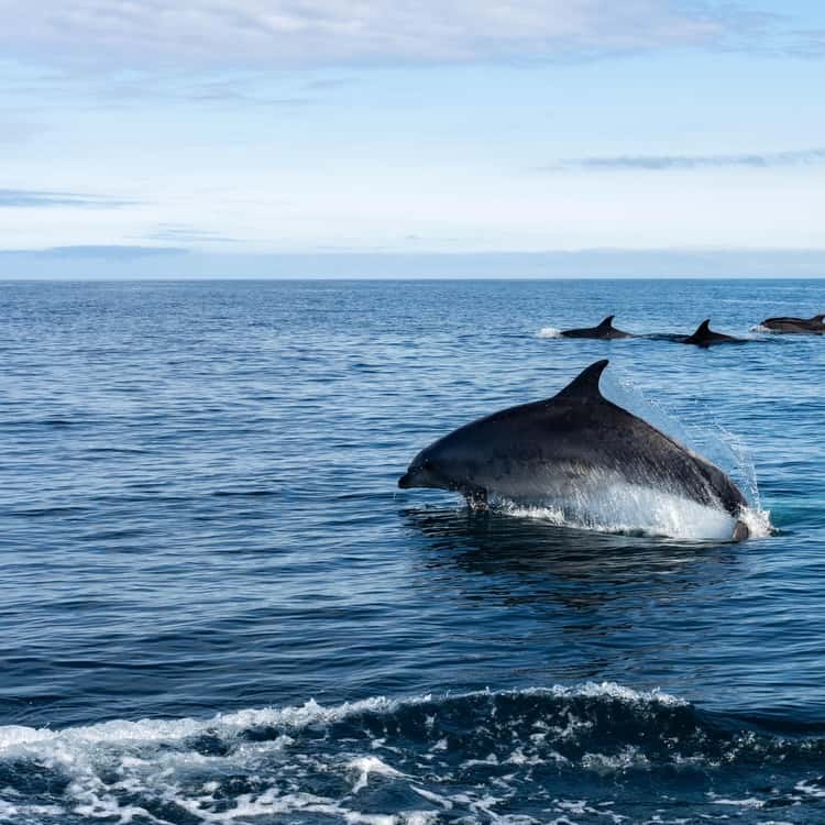 Basque Coast Whale & Dolphin Watching: Expert Naturalist Expedition