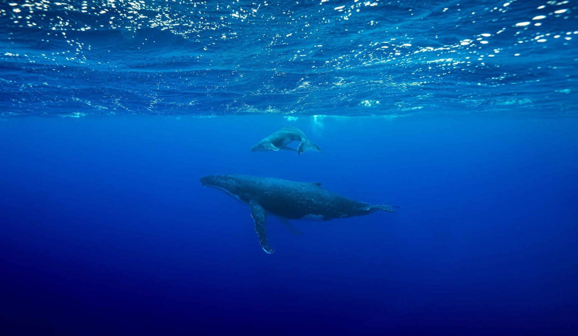 Whale Swimming & Humpback Encounter, Niue