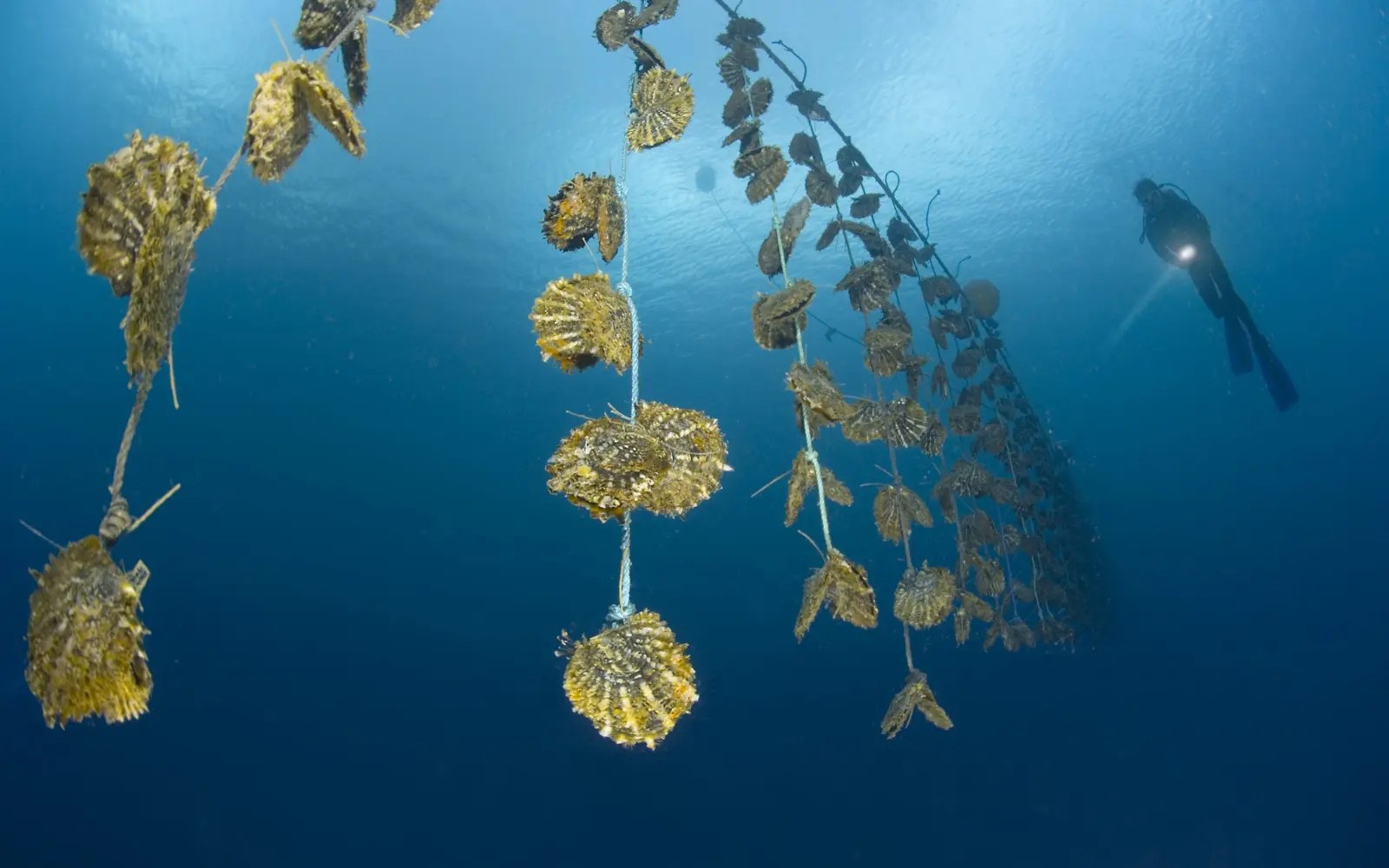 J. Hunter Pearl Farm: Private Estate Tour & Pearl Tasting