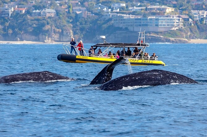 Whale & Dolphin Watching: Expedition by Zodiac
