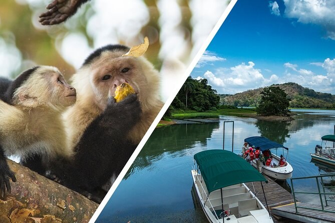 Private Gatun Lake Wildlife Boat Tour: Monkeys, Sloths & Canal