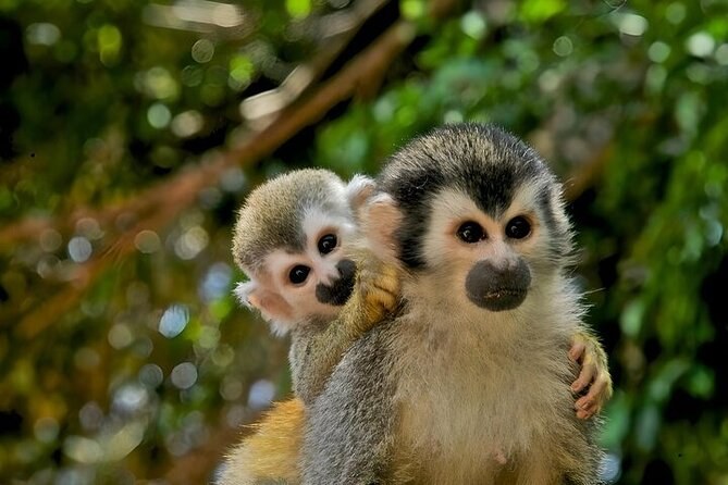 Guided Jungle Adventure & Gatun Lake Eco-Cruise