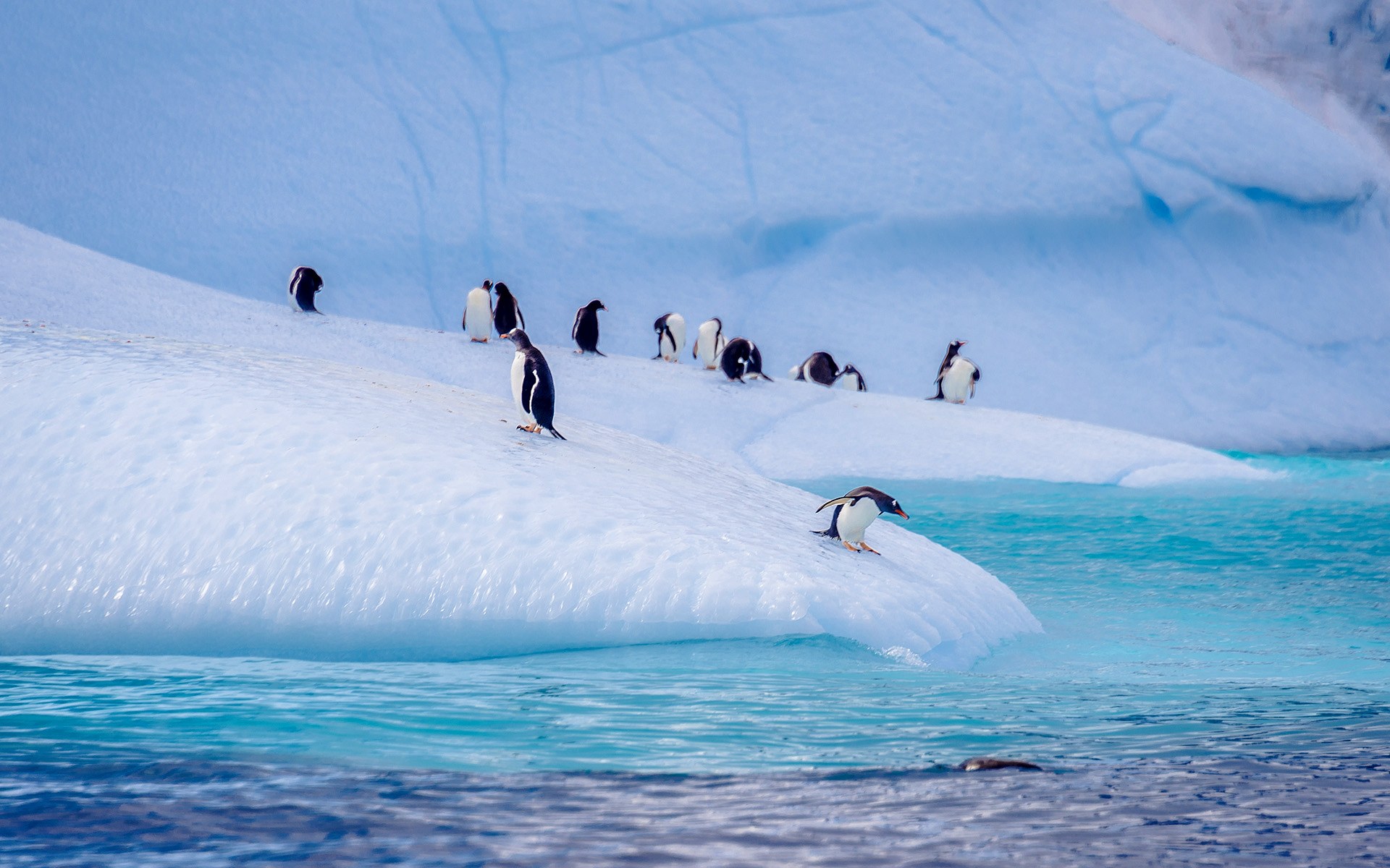 Gentoo & Chinstrap Penguin Colony Landing at Orne Harbour