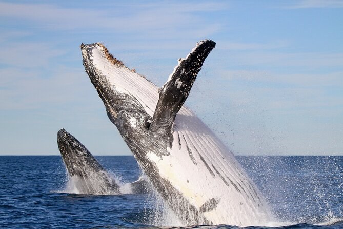 Whale Watching Eco-Voyage from Newcastle Harbour