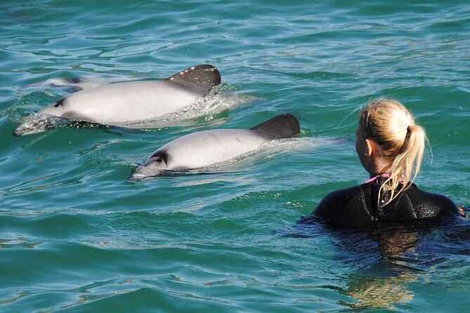 Akaroa: Dolphin Swim & Wildlife Cruise with Hectors