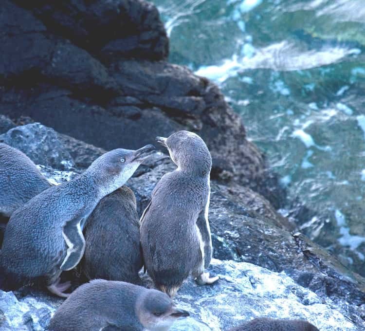 Pohatu Penguins: Private Little Blue Penguin Evening Experience