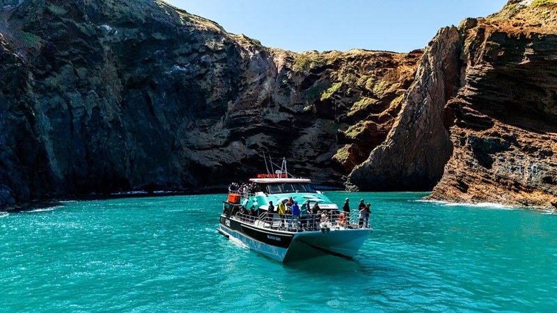 Akaroa Harbour: Scenic Coastline Wildlife Cruise