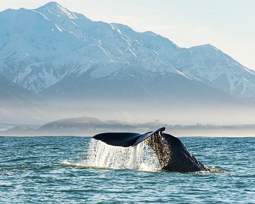 Whale Watch Kaikōura: Giant Sperm Whales Up Close