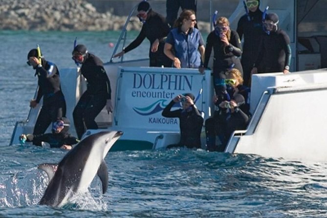 Kaikōura Dolphin Encounter: Swim with Dusky Dolphins