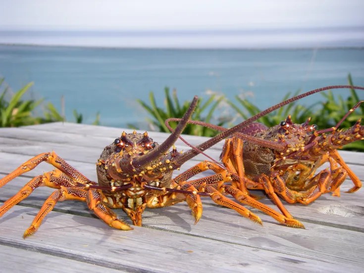 Crayfish & Kaikōura: A Gourmet Seafood Tasting Experience