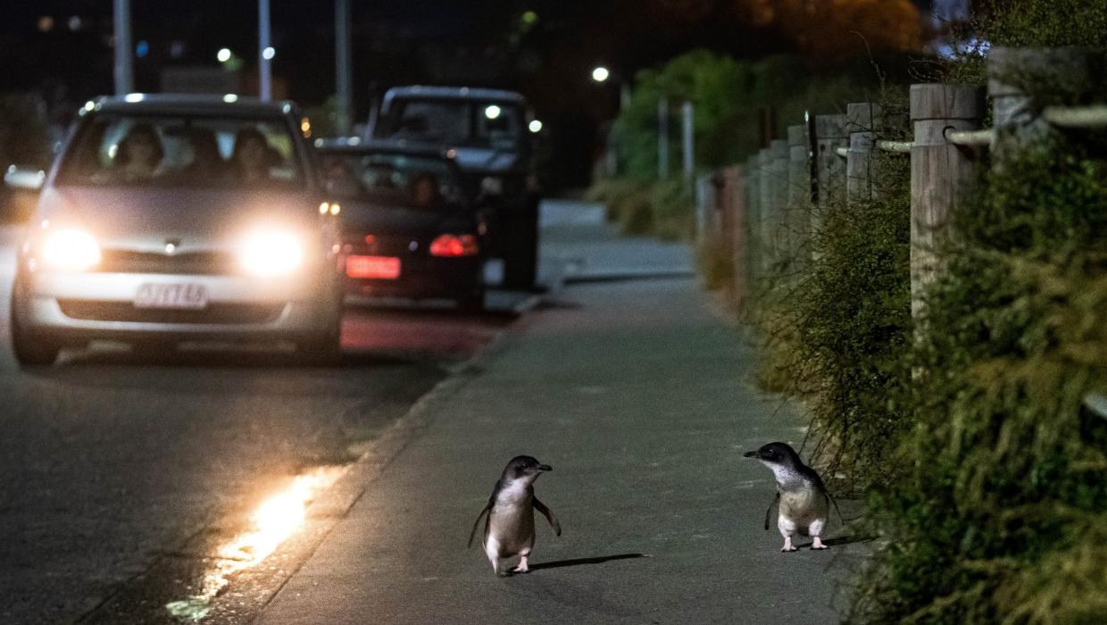 Caroline Bay & Little Blue Penguin Dusk Walk