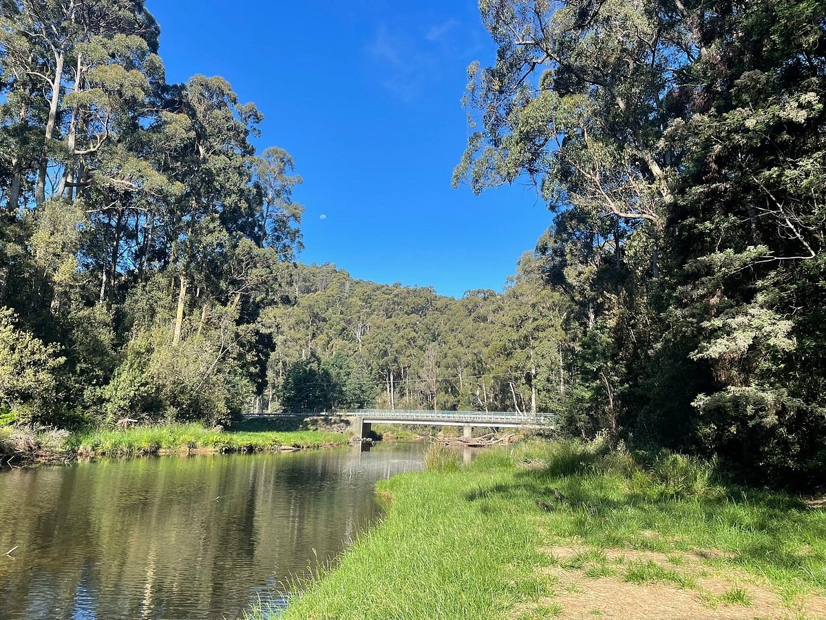 Fernglade Reserve: Private Guided Platypus & Rainforest Walk