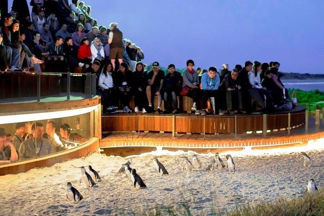 Phillip Island Penguin Parade & Koalas: Highlights Tour