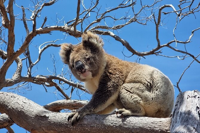 Mikkira Station: Wild Koala Safari in Ancient Mallee