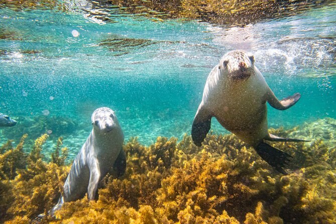 Swim with Wild Australian Sea Lions — Swim & Snorkel Expedition