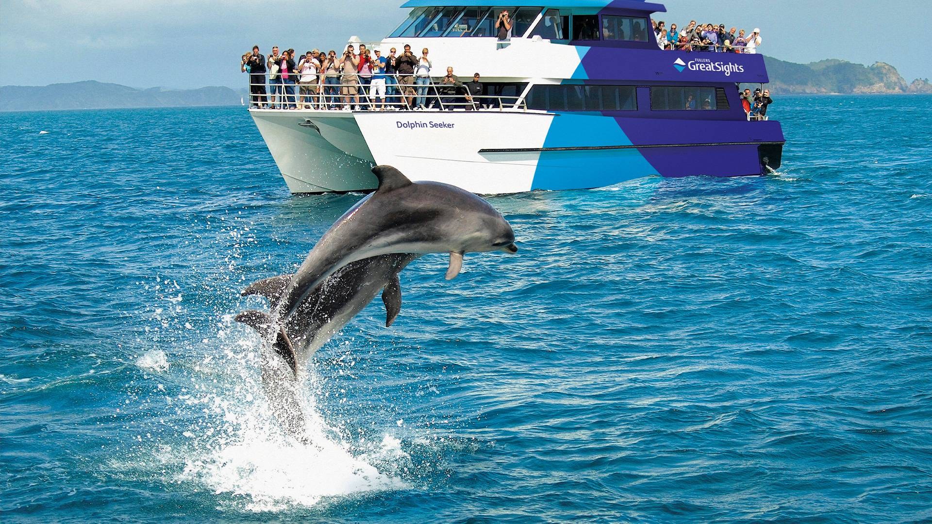 Bay of Islands: Hole in the Rock & Dolphin Cruise