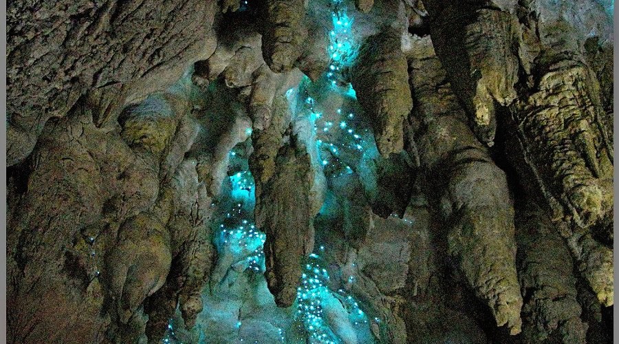 Waipu Caves Glow-Worm Adventure: Private Small-Group Guided Tour