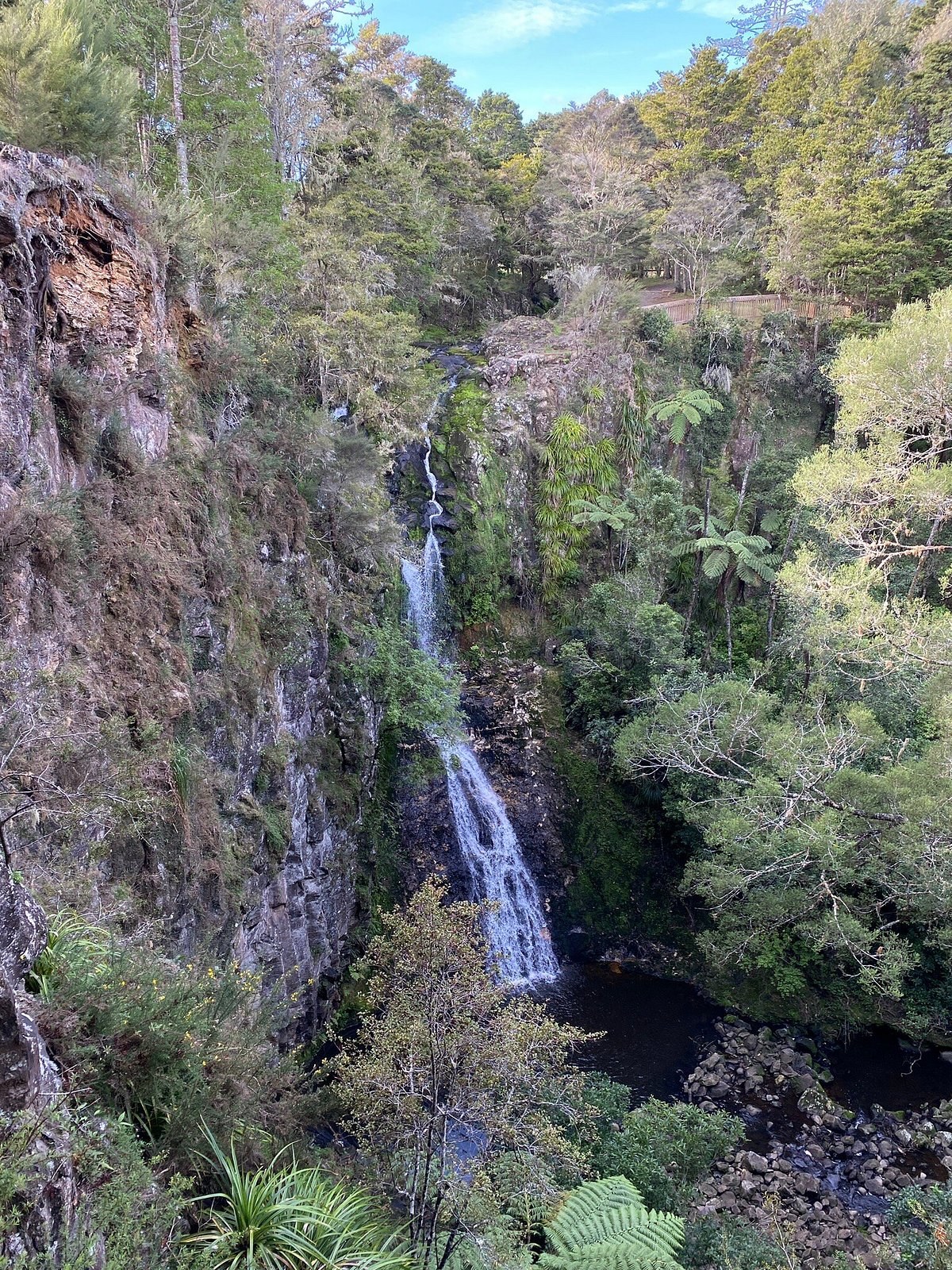 Whangarei Falls & AH Reed Kauri Forest: Private Nature Walk
