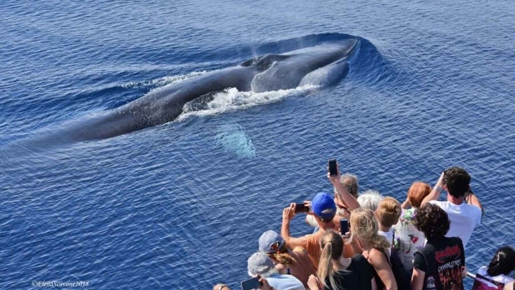 Pelagos Sanctuary Whale Watching Cruise from the Ligurian Coast