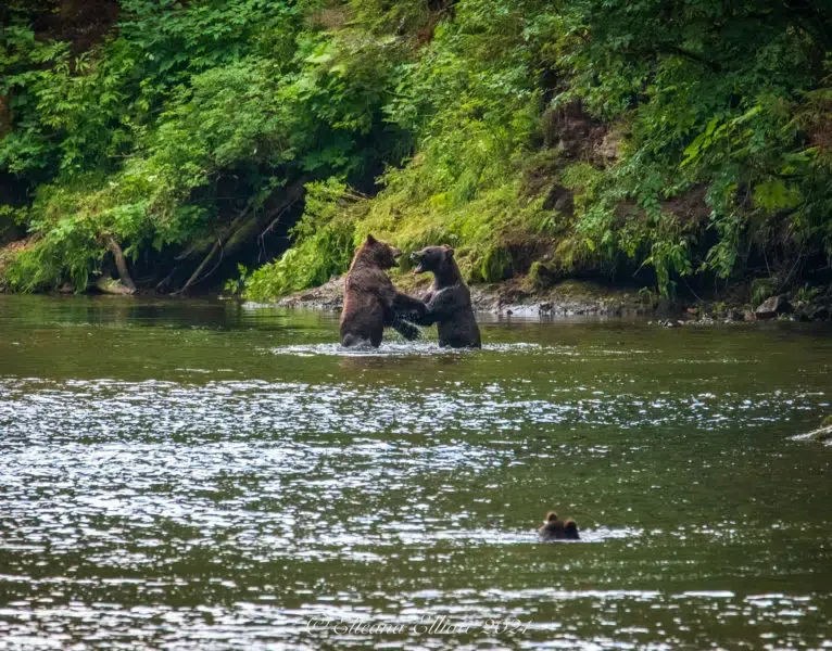 River Fishing & Brown Bear Search Wilderness Expedition