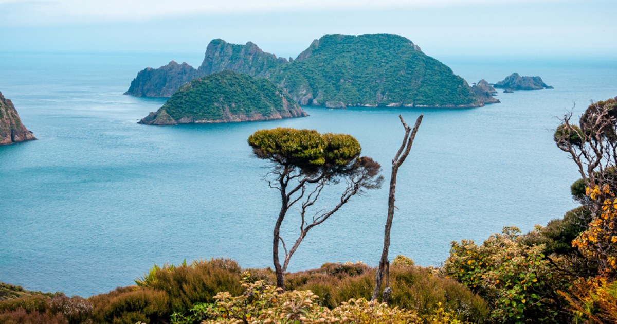 Rakiura National Park: Private Wilderness Day Walk