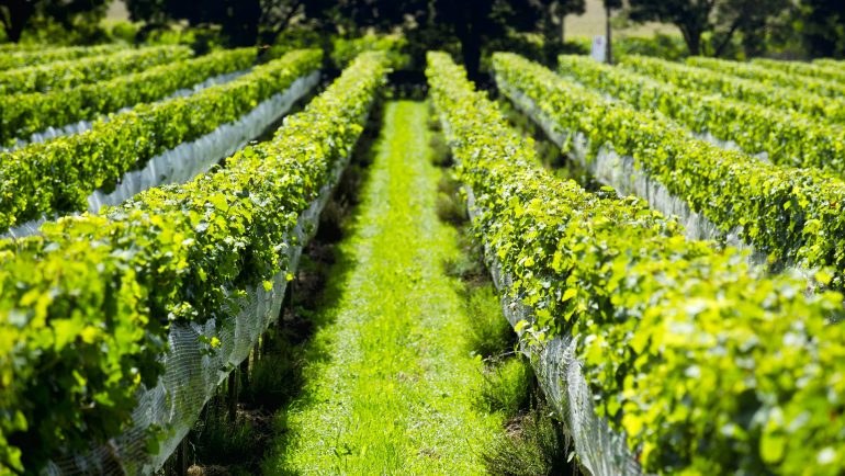 Gisborne Vineyard Private Half-Day Tour — Chardonnay Capital