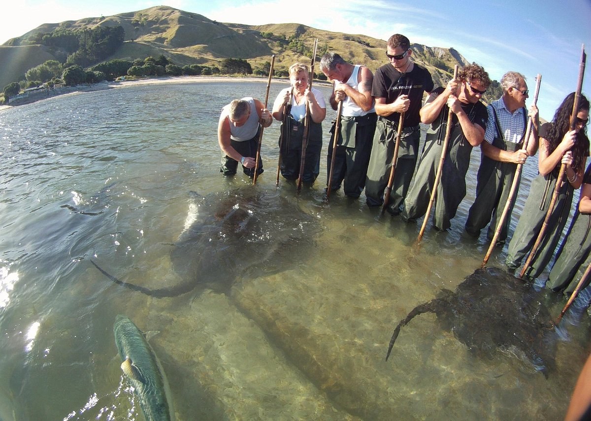 Tatapouri Reef Eco-Tour — Hand-Feed Wild Stingrays