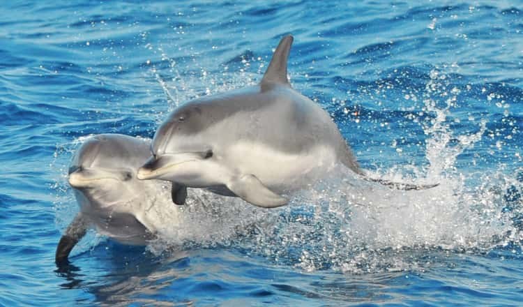 Dolphin & Whale Watching Cruise + Swim Stop, Morro Jable