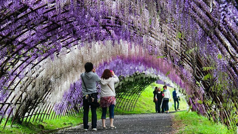 Kawachi Wisteria Garden: Japan's Most Spectacular Floral Tunnel