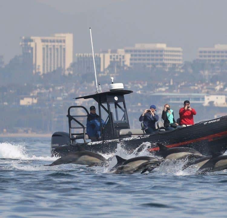 Private Whale & Dolphin Watching by Rigid Inflatable Boat