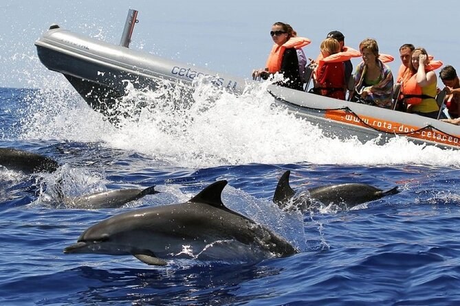 Whale Watching & Dolphin Safari: Atlantic Pelagic Charter from Mindelo