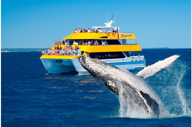 Humpback Whale-Watching Half-Day Cruise from Hervey Bay