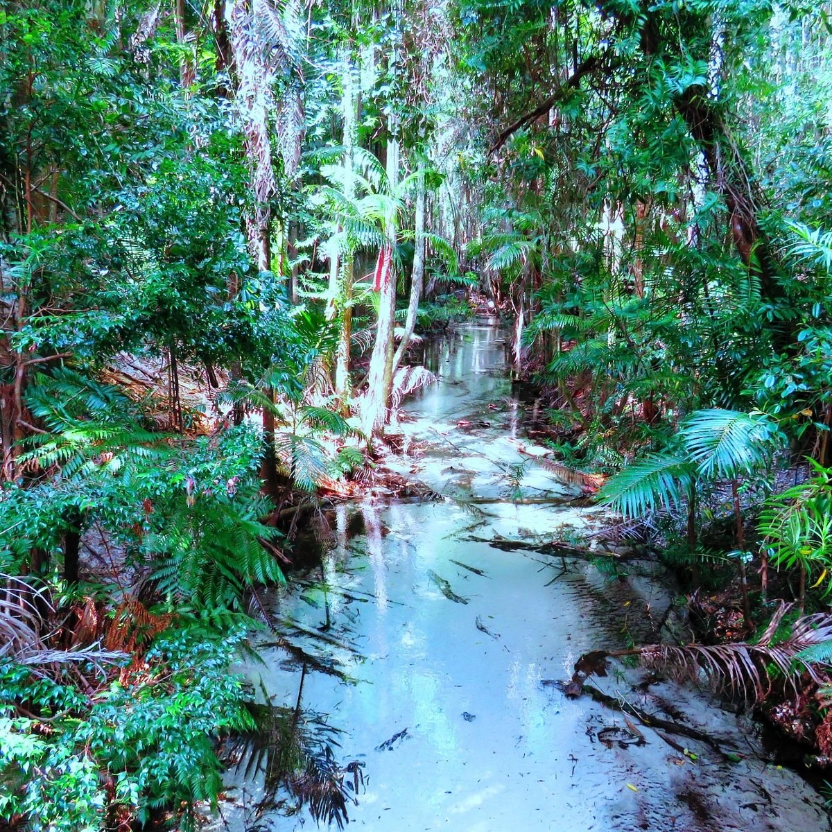 Eli Creek Float & Central Station Ancient Rainforest Walk