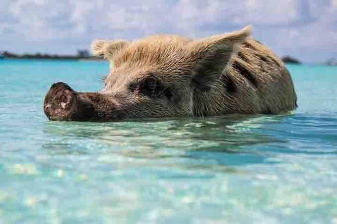 Swim with Pigs on a Tropical Private Island