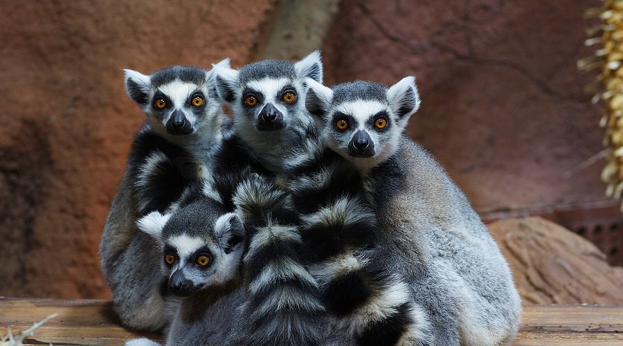 Tropical Rainforest Encounter at Tropikariet: Sweden's Hidden Jungle