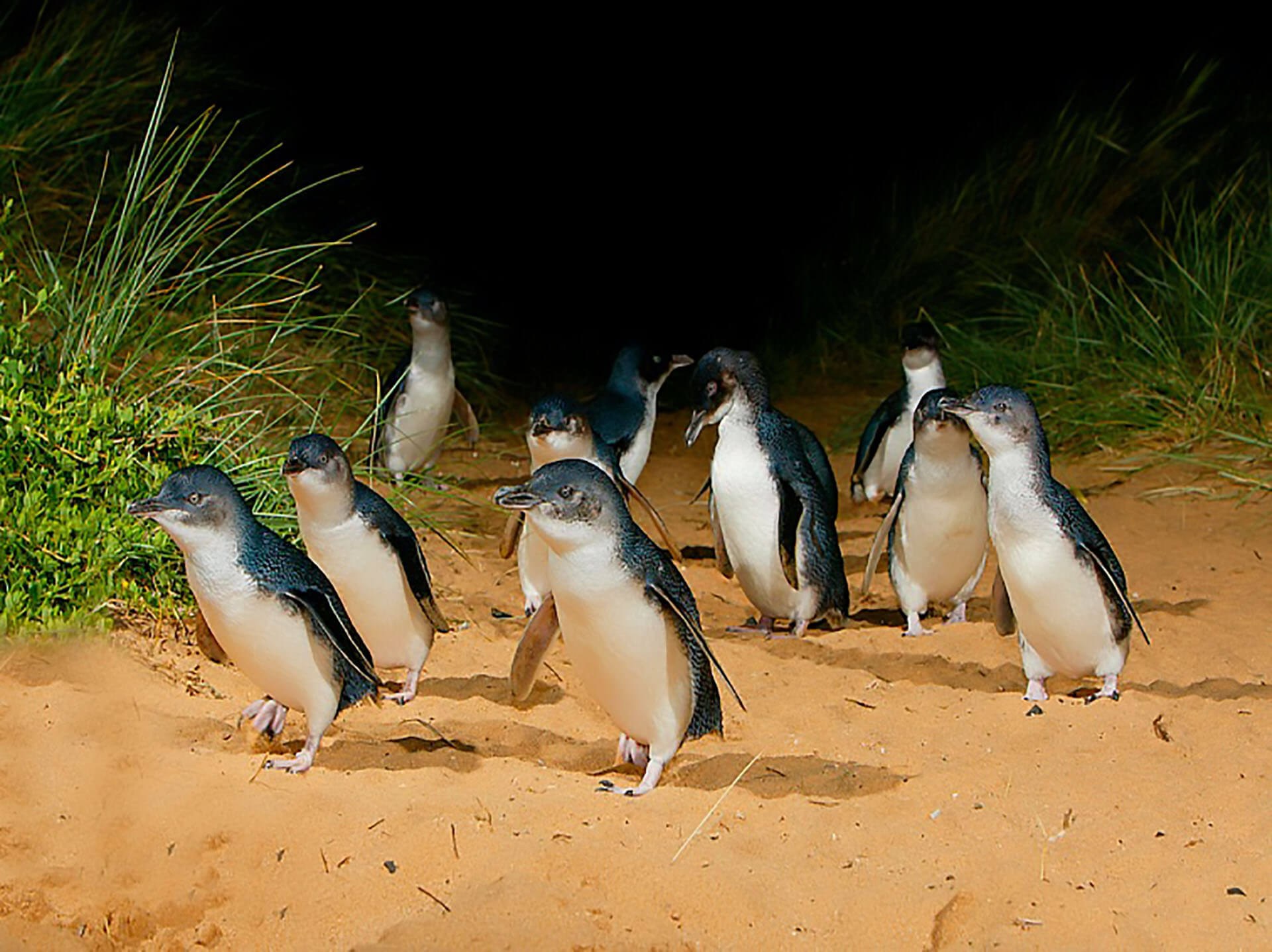 Penguins & Pinot: Phillip Island Wildlife & Wine Tour