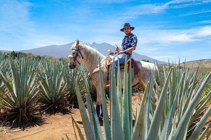 Private Tequila Estate Tour & Master Distiller Experience
