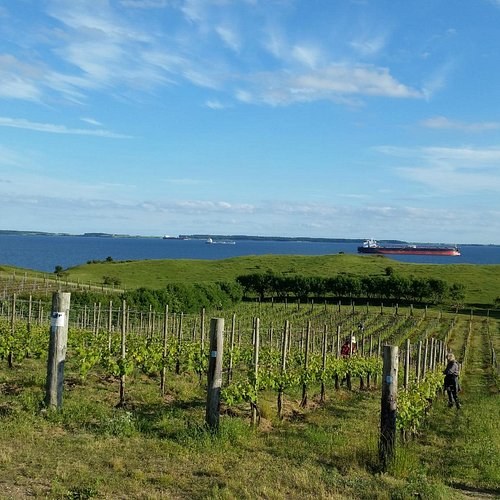 West Zealand Vineyard: Art, Wine & Nordic Terroir Tasting