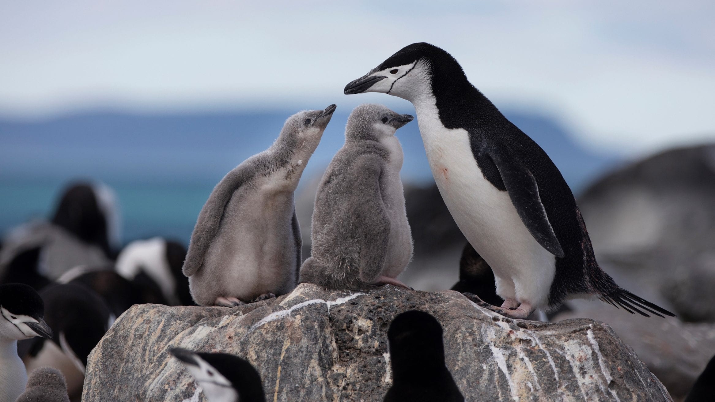 Chinstrap & Macaroni Penguin Colony: Expert Naturalist Walk