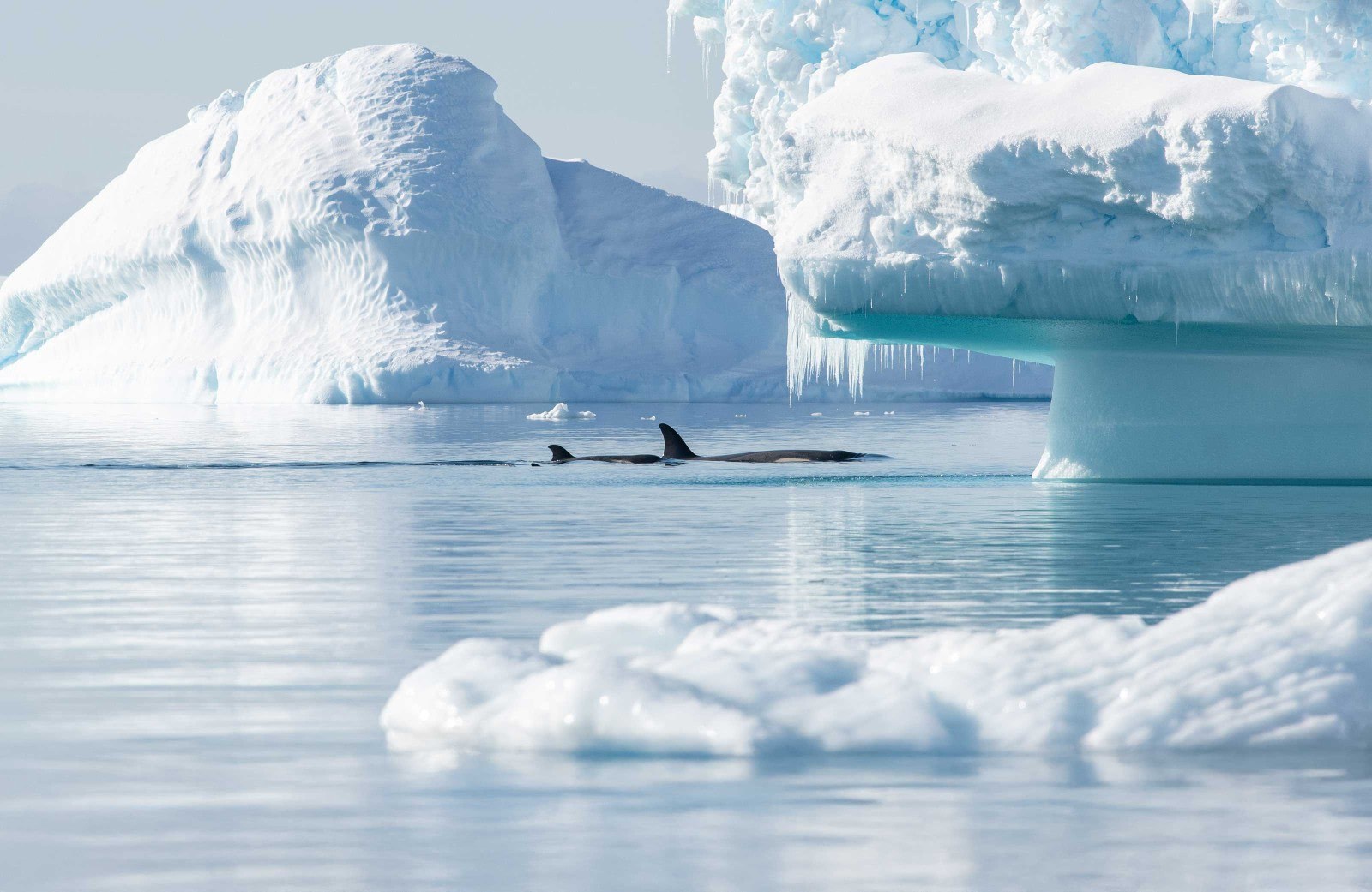 Polar Plunge at the Edge of the World