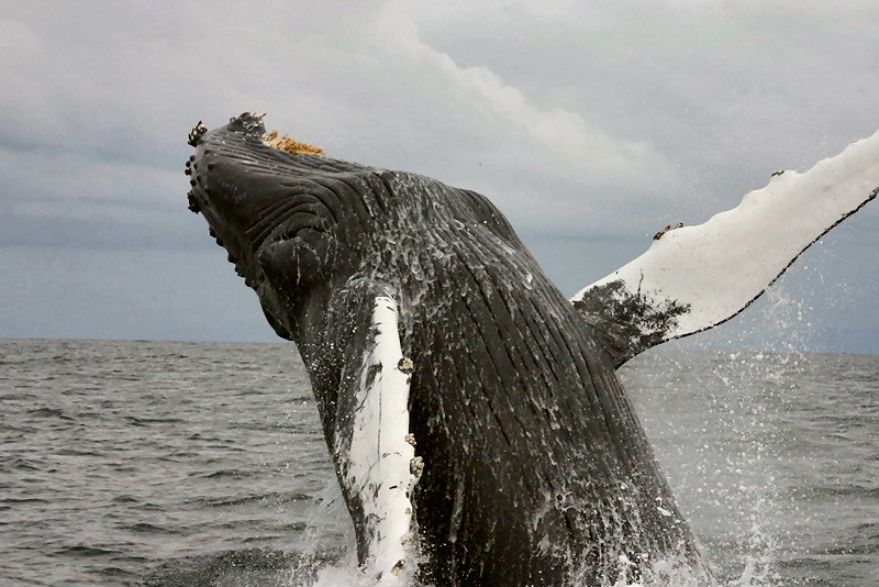 Whale Watching & Cetacean Survey: Science on Deck